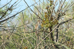 Thamnophilus ruficapillus