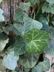 Hedera helix