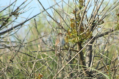 Thamnophilus ruficapillus