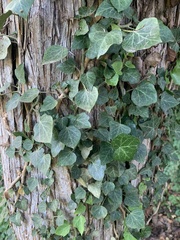 Hedera helix