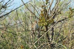 Thamnophilus ruficapillus