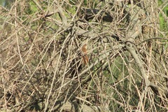 Phacellodomus striaticollis