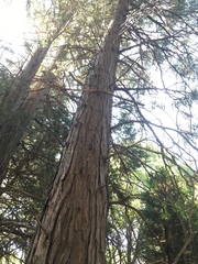 Calocedrus decurrens