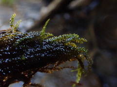 Hygrohypnella ochracea