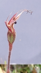 Caladenia verrucosa