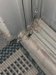 Latrodectus hesperus