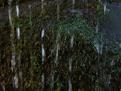 Hygrohypnella ochracea