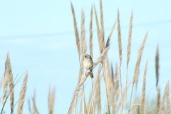 Embernagra platensis