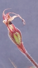 Caladenia verrucosa