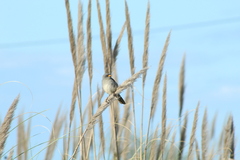 Embernagra platensis