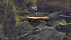 Limnoporus notabilis