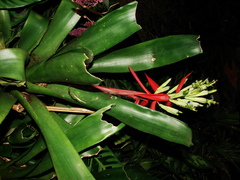 Billbergia amoena