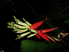 Billbergia amoena