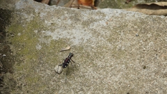 Cosmodela separata