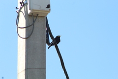 Hymenops perspicillatus