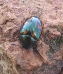 Doryphorina