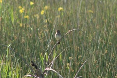 Hymenops perspicillatus