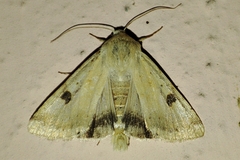 Heliothis peltigera