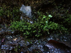 Dichodontium pellucidum