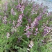 Tall Ramping-Fumitory - Photo (c) barachiel, some rights reserved (CC BY-NC)