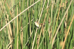 Phleocryptes melanops