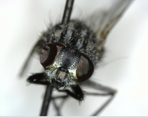 iNaturalist observation photo of Bot Flies, Blow Flies, and Allies