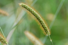 Setaria pumila