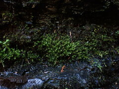 Dichodontium pellucidum