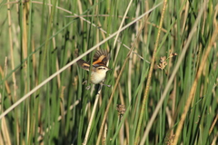 Phleocryptes melanops