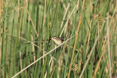 Phleocryptes melanops