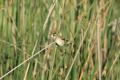 Phleocryptes melanops