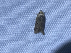 Holcocera chalcofrontella