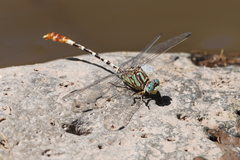 Erpetogomphus lampropeltis