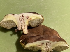 Aureoboletus innixus