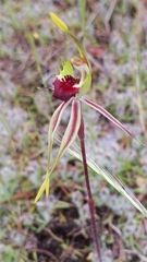 Caladenia verrucosa