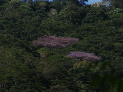 Jacaranda