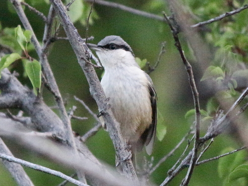 Western Rock Nuthatch, photo 8 of 9