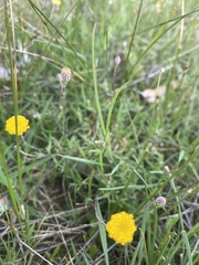 Leptorhynchos squamatus