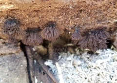 Stemonitis splendens