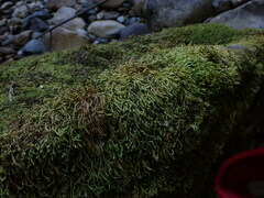 Scleropodium obtusifolium