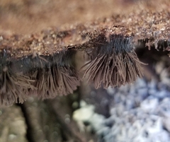 Stemonitis splendens