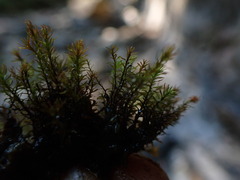 Dichodontium pellucidum