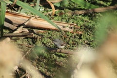 Serpophaga nigricans