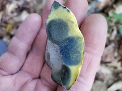 Cyanoboletus pulverulentus