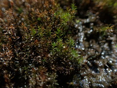 Dichodontium pellucidum