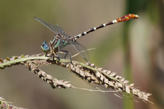 Erpetogomphus lampropeltis