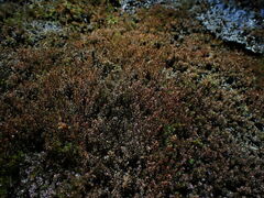 Dichodontium pellucidum