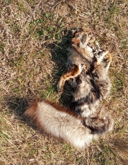 Lycalopex gymnocercus