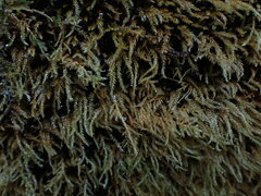 Brachythecium frigidum