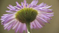 Erigeron divergens